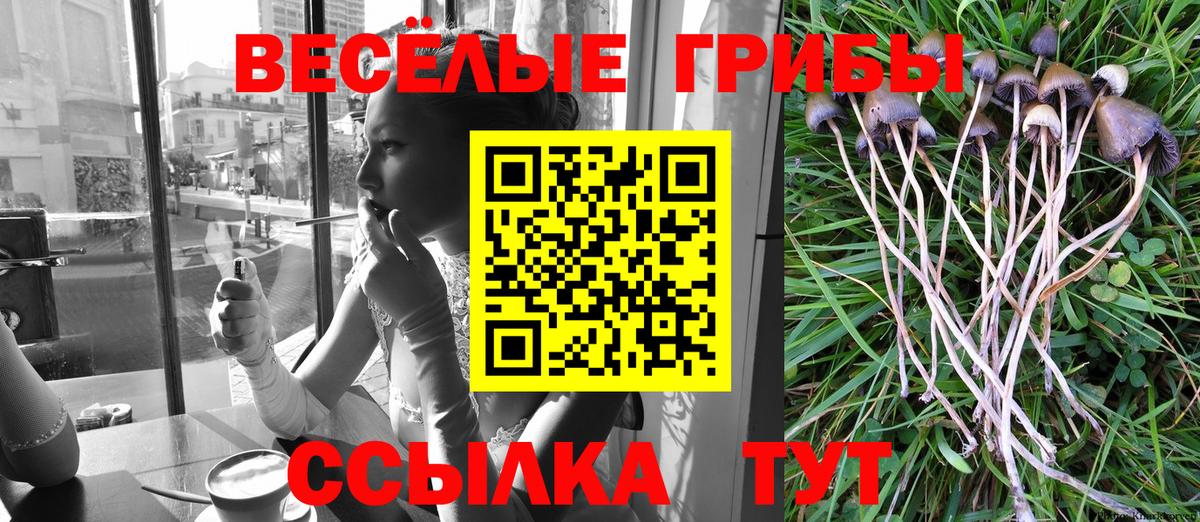 Галлюциногенные грибы Psilocybe Ачхой-Мартан